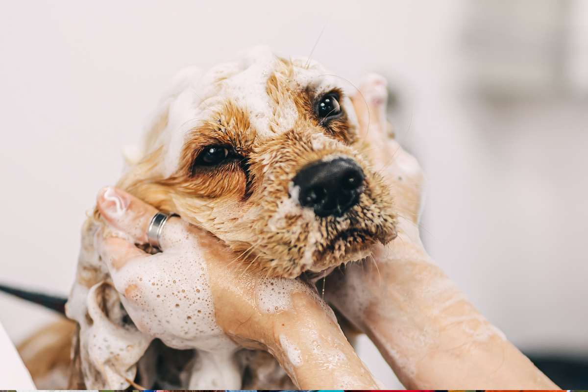 Comment devenir toiletteur animalier 